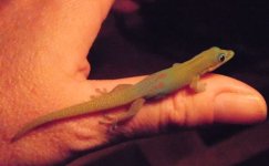 gold dust for fauna better 3.jpg