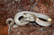 01-silver-boa.adapt.1190.1.jpg