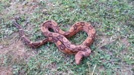 blood boa.jpg