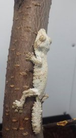 female 2.jpg