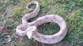 ghost male het albino.jpg