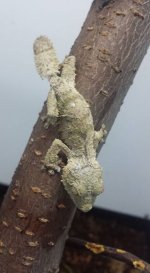 male 1(2).jpg