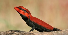 south_indian_rock_agama.jpg