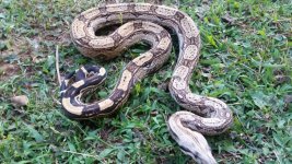 arabesque boa.jpg