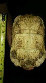 leopardtort2.jpg