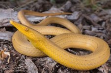 Burtons-Snake-lizard-004.jpg