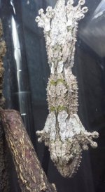 male 3(2).jpg