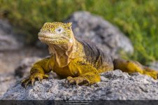 cbpictures_20120722_0024--Portrait_of_a_Galapagos_Land_Iguana_(Conolophus_subcristatus)_lying_on.jpg