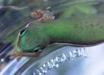 lineated juv for fauna better.jpg