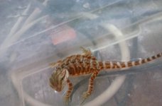 baby 9-2016 loyla x smaug.jpg
