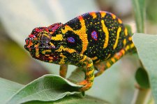 lesser-chameleon.jpg