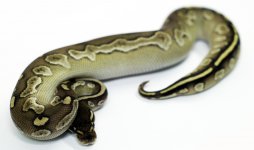 superblackheadlesser.jpg