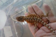 loyla x smaug 9 2016.jpg
