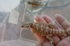 LB baby loyla x smaug 9-2016.jpg