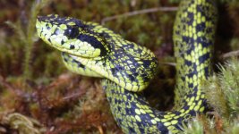 image_4035-Talamancan-Palm-Pitviper.jpg