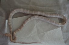 DSC_1706.jpg