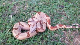 euro hypo pastel boa.jpg