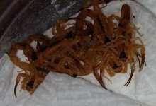 Tstigmurus2 - 35kb.jpg