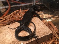 Black Dragon Water Monitors1.jpg