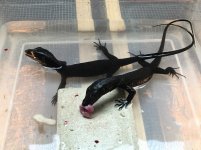Black Dragon Water Monitors.jpg