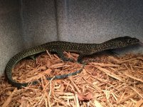 Blue Tail Monitor.jpg