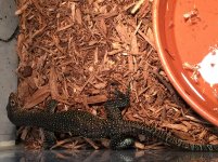 Blue Tail Monitor1.jpg