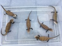 Blue Tongue Skinks.jpg