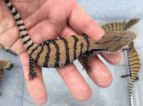 Blue Tongue Skinks1.jpg