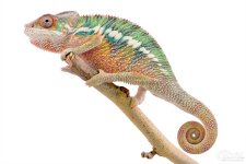 Diablo - Panther Chameleon - Canvas Chameleon - Canvas Select - Male (1) w.jpg