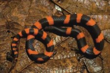 160818-snake-mexico_06c762982e7dfea5a64d1431da78f0e1.nbcnews-ux-2880-1000.jpg