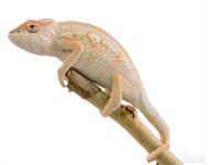 Diablo - Panther Chameleon - Canvas Chameleon - Female (1) w.jpg Diablo - Panther Chameleon - Canvas Chameleon - Female (1) w.jpg