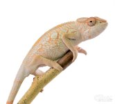 Diablo - Panther Chameleon - Canvas Chameleon - Female (2) w.jpg Diablo - Panther Chameleon - Canvas Chameleon - Female (2) w.jpg