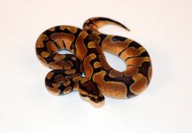 0.1 ENCH ASPH.jpg