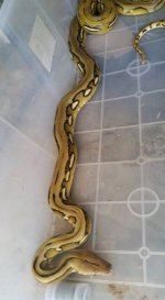 fauna4.jpg