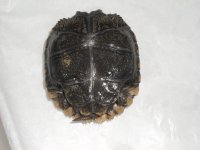 burmese tortoise 2.JPG