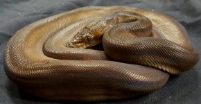 Opera Breeding Package GC Phan het Anthrax.jpg