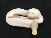 1.0 cinny cg pied.jpg