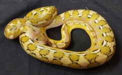 Opera Breeding Package Platty het Anthrax.jpg