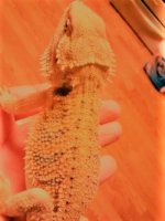 thumbnail_IMG_20161121_174802616.jpg