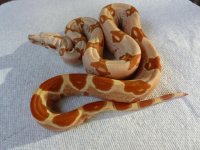 Male VPI Junglow 004.jpg