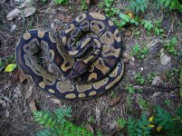 118-Adult male #105 1000 gm $35.00.jpg