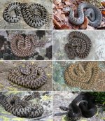 Vipera_walser-novataxa_2016-Ghielmi-Menegon-Marsden-Laddaga-et-Ursenbacher.jpg