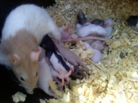 rats..jpg