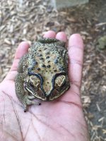 Toad01.JPG
