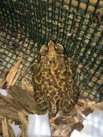 Toad04.JPG