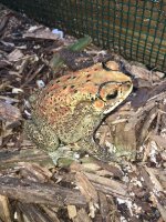 Toad06.JPG