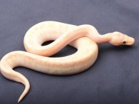 1.0BananaChampagneEnchi550.JPG