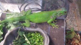 het albino iguana2.jpg
