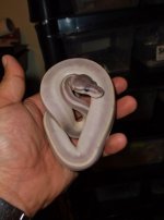DSCF2815.jpg