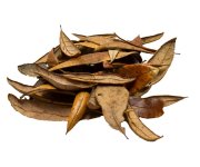 Live-Oak-Leaf-Litter.jpg